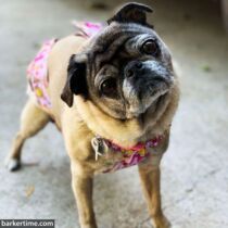 Emmy Rose Fleigel – barkertime pug dog diaper