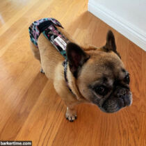 Odessa – Billy – barkertime