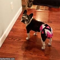french bulldog dog diaper