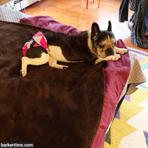 Olive - Holt 2 - barkertime french bulldog dog diaper