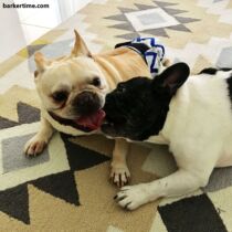 caymus 2 – barkertime french bulldog dog diaper