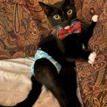 dapperdanthediapurrman 1 – barkertime cat diaper