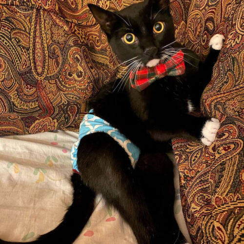 dapperdanthediapurrman 1 - barkertime cat diaper