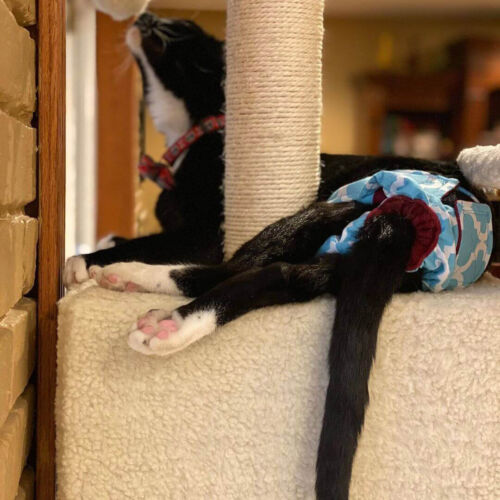 dapperdanthediapurrman 2 - barkertime cat diaper