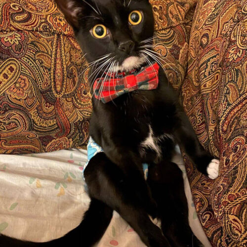 dapperdanthediapurrman 3 - barkertime cat diaper