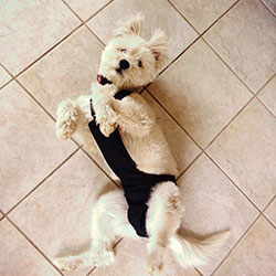 Barkertime® Dog Diapers for Incontinence, Marking, Heat - Made in USA
