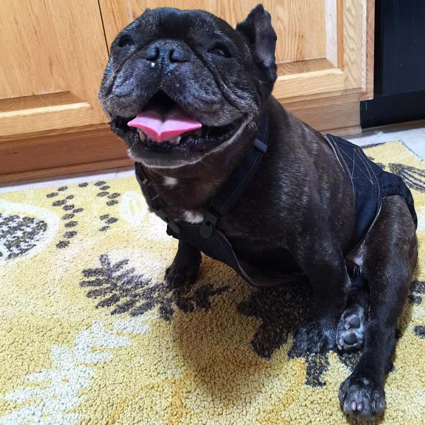 Dog Diapers for French Bulldog Made in USA Barkertime