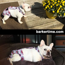 french bulldog diaper