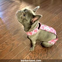french bulldog dog diaper