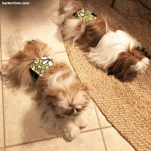 max and molly - barkertime dog diaper dog belly band
