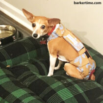 chihuahua dog diaper