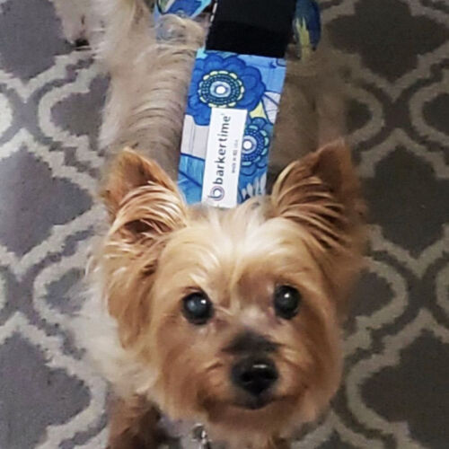 trixie - hall - barkertime trixie - hall - barkertime