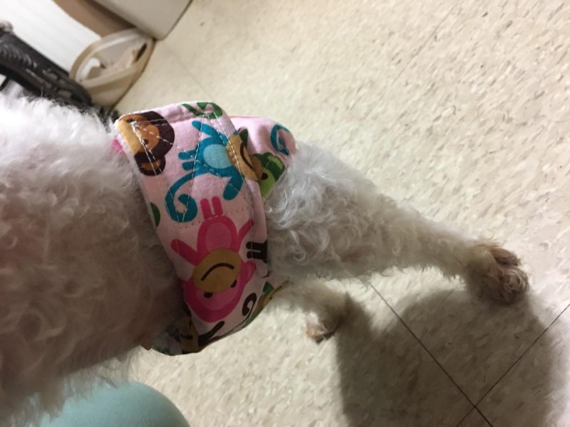 Best cloth dog diapers ever!