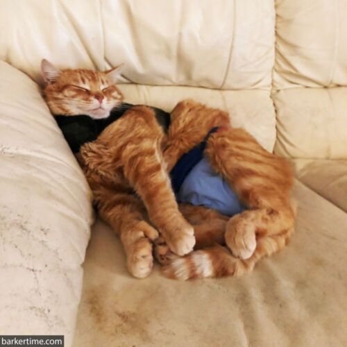 Buddy - Zarifi 1 - barkertime bengal cat diaper