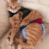 Buddy – Zarifi 2 – barkertime bengal cat diaper