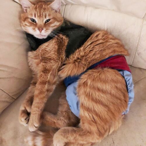 Buddy - Zarifi 2 - barkertime bengal cat diaper