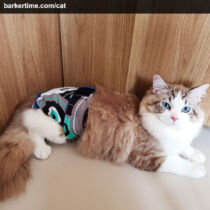 Elvis 1 – barkertime cat diaper