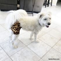 cheetah diaper pants – model 1