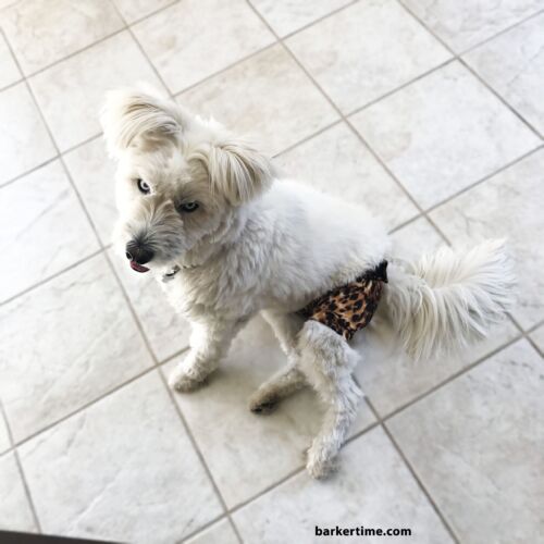 cheetah diaper pants - model 3 cheetah diaper pants - model 3