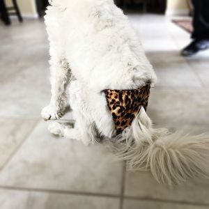 Cheetah Washable Dog Diaper Pull-up