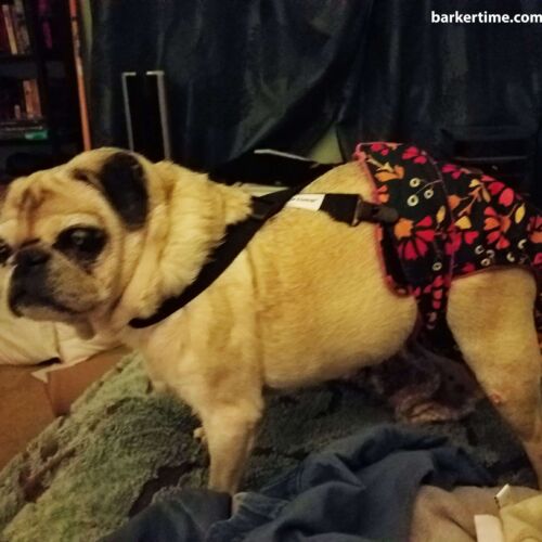 nia - barkertime pug dog diaper