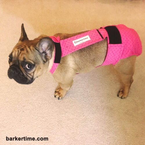 ivy 3 - barkertime french bulldog diaper
