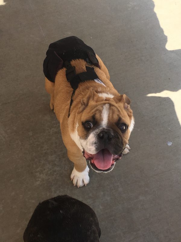 Sumo