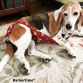 beagle dog diaper