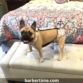 french bulldog dog diaper