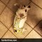 chihuahua dog diaper