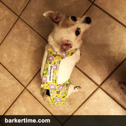 jillie - barkertime chihuahua dog diaper