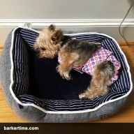 yorkie dog diapers