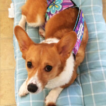 corgi dog diaper