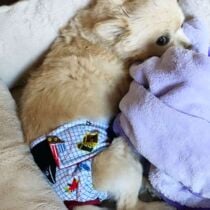 Gizmo – barkertime Pomeranian dog diaper