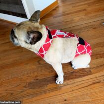 french bulldog dog diaper