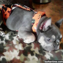 french bulldog dog diaper