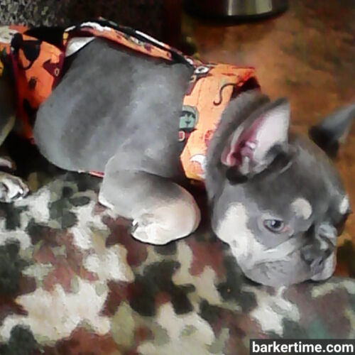 Titus - mitchem 2 - barkertime french bulldog dog diaper