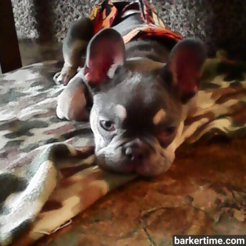 Titus - mitchem 3 - barkertime french bulldog dog diaper