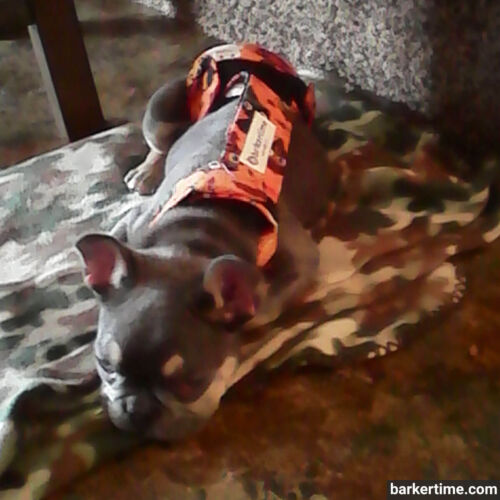 Titus - mitchem 4 - barkertime french bulldog dog diaper