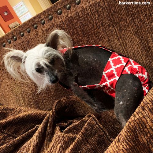 chinese crested dog diaper