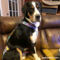 great swiss mountain dog diaper