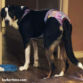 great swiss mountain dog diaper
