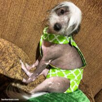 mister foo – pelcic – barkertime chinese crested dog diaper