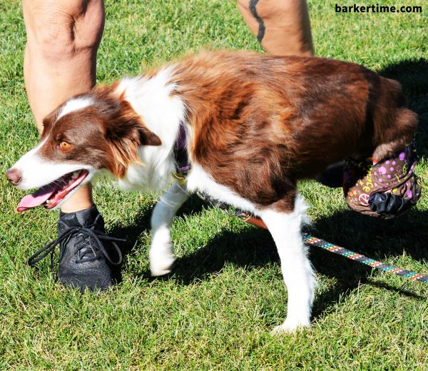 amputee dog diapers