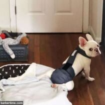 french bulldog dog diaper