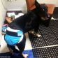 hydrotherapy for dogs swim diapers