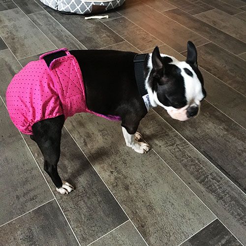 gypsy rose 1 - opt boston terrier dog diaper