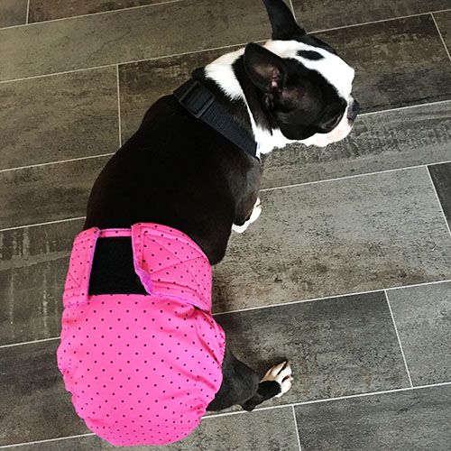 gypsy rose 2 - opt boston terrier dog diaper