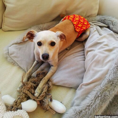 Basil - Andris 2 - barkertime chihuahua dog belly band