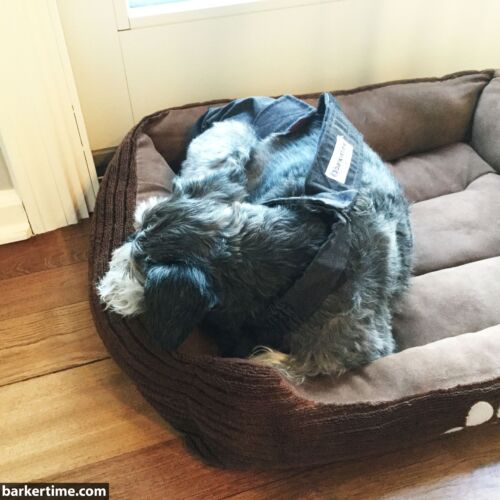 Bogey - barkertime Bogey - barkertime